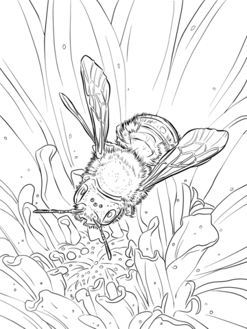 Blue Orchard Bee Coloring Page